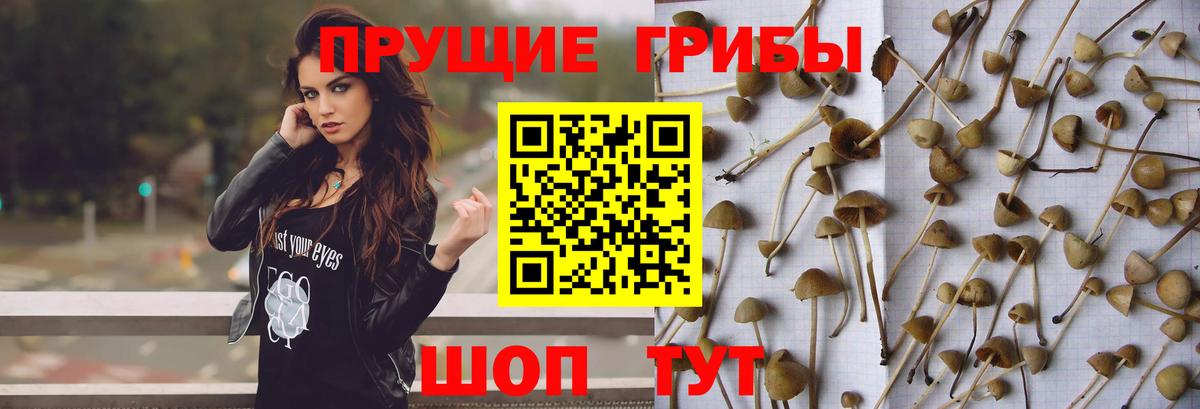 Тамбов  Галлюциногенные грибы мицелий  Вход с VPN 